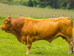 Bulls and Cattles