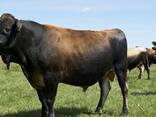 Bulls and Cattles - фото 1