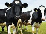 Bulls and Cattles - фото 2