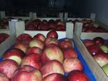 Cherries, sour cherries, apricots, peaches, peach nectarines, - photo 1