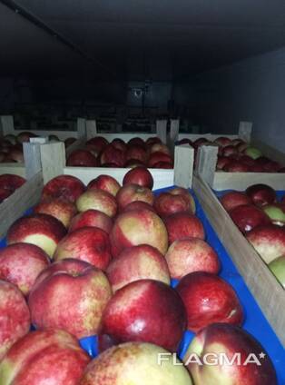 Cherries, sour cherries, apricots, peaches, peach nectarines,