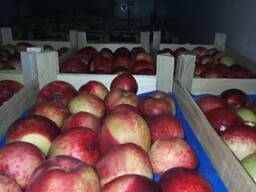 Cherries, sour cherries, apricots, peaches, peach nectarines,