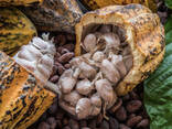 Cocoa For Sale - photo 3