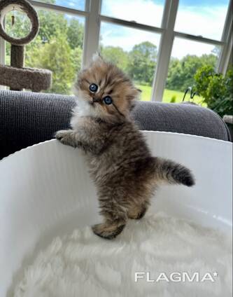 Dukkeansigter Perser