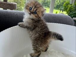 Dukkeansigter Perser