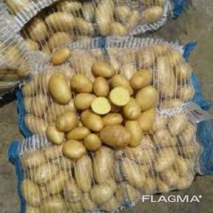 Fresh harvest of Potatoes