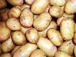 Fresh harvest of Potatoes - photo 3