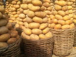 Fresh harvest of Potatoes