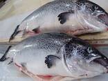 Frozen IQF Fish Salmon, Frozen Cod Fish, Mackerel and Frozen Shrimps, Salmon Fillets Price - фото 1