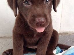 Hanlige og tævelige labradorhvalpe tilgængelige