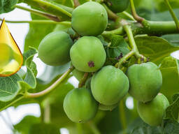Jatropha oil