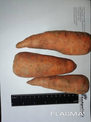 Jeg vil sælge gulerødder engros Kasakhstan