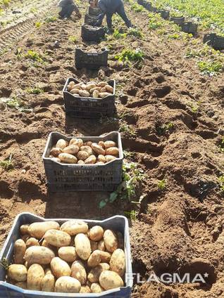 Картофель молодой