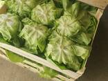 Латук - фото 3
