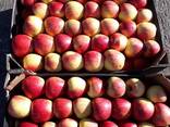 Polish apples (wide range of varieties) - фото 10