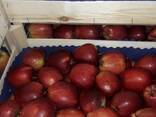 Polish apples (wide range of varieties) - фото 14