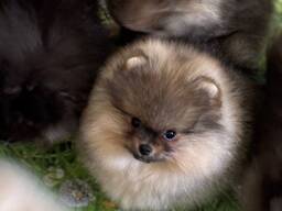 Pomeranian hvalpe