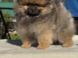 Pomeranian hvalpe - фото 1