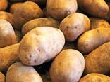 Potatoes - фото 1