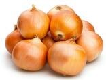 Quality Onions - фото 1