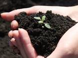 Sapropel fertilizer - фото 1