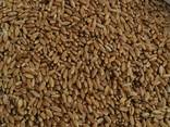 Selling 3000 tons of durum wheat. - фото 1