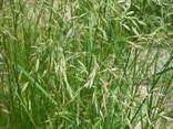 Семена многолетних кормовых трав - фото 1