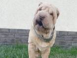 Sharpei puppy - фото 2