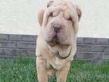 Sharpei puppy - фото 3