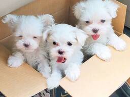 Smukke malteserhvalpe, opdateret i alle injektioner