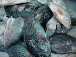Sourcing Alive Frozen Oceanblossoms Tilapia Fish - фото 1