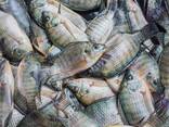 Sourcing Alive Frozen Oceanblossoms Tilapia Fish - фото 2