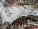 Sourcing Alive Frozen Oceanblossoms Tilapia Fish - фото 3