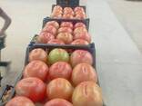 TOMATO - фото 1
