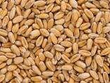 Wheat Grain - фото 1