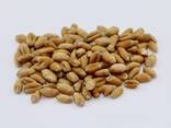 Wheat Grain - фото 2
